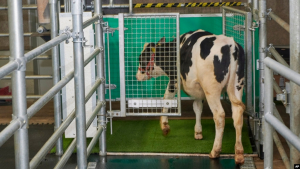 Dalam foto tak bertanggal yang disediakan oleh Research Institute for Farm Animal Biology di Dummerstorf, Jerman, September 2021, seekor anak sapi memasuki kandang tertutup astroturf yang dijuluki &quot;MooLoo&quot; untuk buang air kecil. 