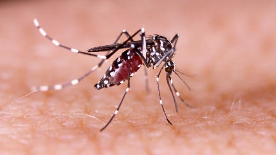 Ilmuwan Sebar 5 Juta Telur Nyamuk Terinfeksi Bakteri &#039;Ajaib&#039; Cegah DBD di Yogya Nyamuk Aedes aegypti pembawa virus DBD. 