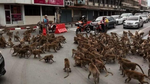 Aneh tapi Nyata, Jalanan di Thailand Macet karena Tawuran Dua Kelompok... Monyet